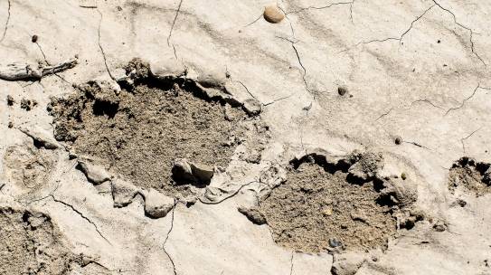 Soil Forensics: The Filbert Case