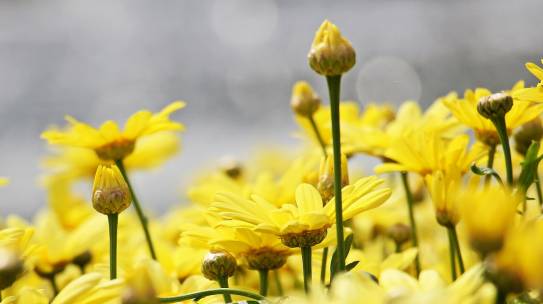 The Daisies